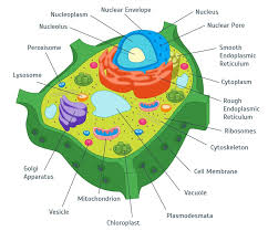 Cytokinesis occurs in mitosis and meiosis for both plant and animal cells. Plant Expression System For Vaccine Production Creative Biolabs