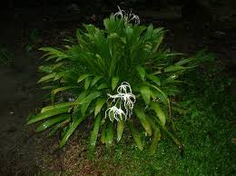 Patah tulang pinggul biasanya terjadi pada pasien usia lanjut atau pasien muda. Merawat Kambing Patah Kaki Projek Ternakan Kambing Mampu Milik Rakyat Malaysia Amin Agrotech Farm Sa0061956 W