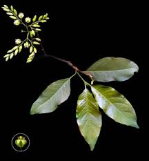 Image result for Vangueria