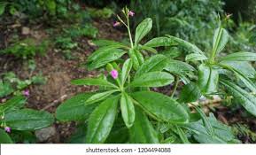 Image result for Talinum fruticosum
