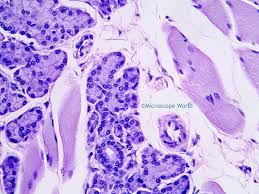 When a literature search disclosed no reports of the ultrastructure of the morphotypes of bacteria residing on the tongue's surface, a transmission electron microscope study of ultrathin sections of bacteria obtained by scraping eight human tongues was undertaken. Microscope World Blog Tongue Taste Buds Under The Microscope