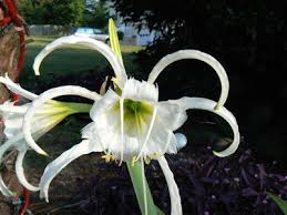 Image result for Crinum rautanenianum