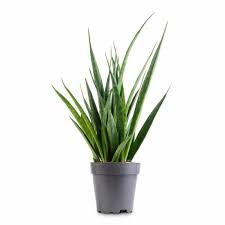 Image result for Sansevieria kirkii