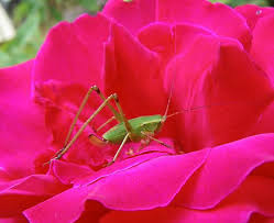 The best way to control insects and related pests on houseplants is through prevention, as it is almost always easier to prevent a pest infestation than to eliminate one. Oregon Katydid Scudderia Furcata Bugguide Net