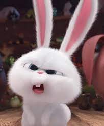 White Bunny GIFs | Tenor