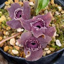 Image result for Hydnoraceae