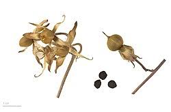 Image result for Ipomoea prismatosyphon