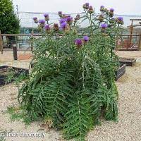 Cardoon Artichoke Thistle Plant Resources Home Ttu