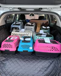 House Rabbit Society