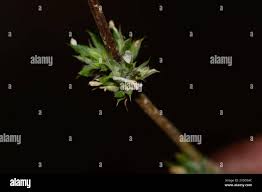 Image result for Dicliptera verticillata