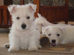 Mis Perritos Cuando Eran Pequenos Labrador Retriever Dogs Animals