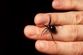 From the innocent daddy longlegs to the harmful brown recluse, here are the most common house spiders, how to identify them, and when to worry about a bite, according to entomologists. Pin On Spiders Deadly