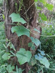 Image result for Sicyos