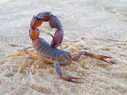 How To Repel Scorpions When Camping Thesavvylyfe Scorpion What Animal Are You Tumors On Dogs