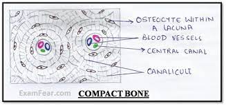 Compact bone diagram long bone compact bone and spongy bone youtube. Cbse Ncert Notes Class 9 Biology Tissues