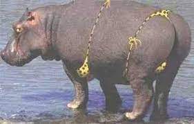 Pin On Animals Birds Reptiles Underwater Creatures More