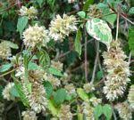 Image result for Cyathula orthacantha