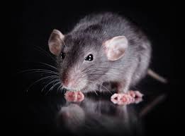 Well, mice are small, agile and determined. Rv Pest Control Idea Keeping Mice Out Of Rv Trailer Life