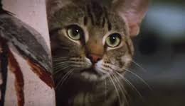 Thriller psicologico in purezza con venature omicide che fanno spavento solo a pensarci. L Occhio Del Gatto Wikipedia