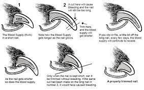 Here's how to cut dog nails safely: How To Trim A Dog S Nails Whole Life Pets Blog Trimming Dog Nails Dog Nails Dogs Nails
