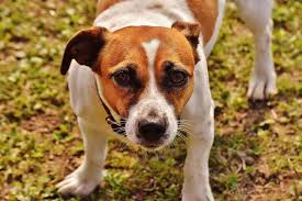 The hepatocellular carcinoma commonly will grow slowly, with correspondingly slow onset of visible signs. Liver Disease In Dogs Failure Signs Common Canine Symptoms