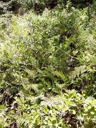 Image result for Embelia