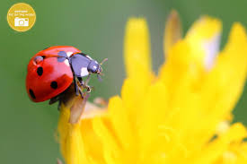 How to attract lady bugs naturally. Are Ladybugs Good For The Garden Hgtv
