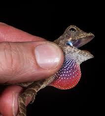 Image result for Anolis scypheus