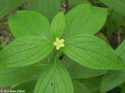 Image result for Justicia lithospermoides