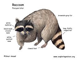 Raccoon