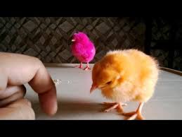 Playing With Cute Funny Chicken Chicks 2015 Hd Video 1080p Youtube 😂 ⇝ the funniest videos on instagram 💚 ⇝ follow for more! playing with cute funny chicken chicks 2015 hd video 1080p