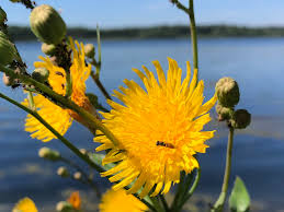 Image result for Sonchus wilmsii