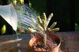 Maybe you would like to learn more about one of these? How To Propagate Frangipanis 5 Steps With Pictures Wikihow