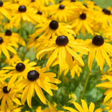 Image result for Rudbeckia Paradisio