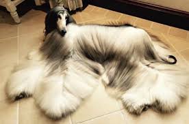 We did not find results for: The Most Handsome Dog In The World Online