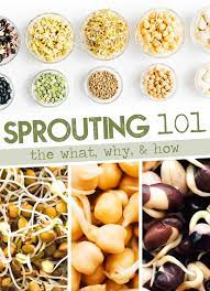 How To Sprout Beans And Legumes Step By Step Guide Recipe Sprouts Nutrient Rich Foods Vegetarian Recipes Easy