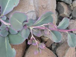 Image result for Corbichonia decumbens