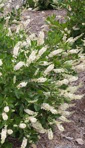 Daphne, hydrangea, and broadleaf euonymus are great choices. Vanilla Spice Clethra Is A Summer Bloomer With Extra Large White Flowers Which Are Fragrant This Flowering Sh White Flowering Shrubs Shade Plants Shade Shrubs