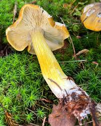 Image result for Gilgiochloa