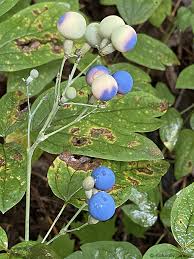 Image result for Blue Cohosh