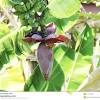 Jantung pisang merujuk pada bunga pisang, si cikal bakal buah pisang. Https Encrypted Tbn0 Gstatic Com Images Q Tbn And9gctszmtqyneq2tp7nqnlpwua2c3ss82jfo63uxhvzkz1uo0c Tve Usqp Cau