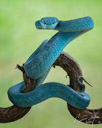 Schmidt, 1925 2 stejneger's pit viper india (assam), and nepal through myanmar and thailand to china (kwangsi, kwangtung, hainan, fukien, chekiang, yunnan) and taiwan. Tantoyensen On Instagram Ready To Attack White Lipped Pit Viper Trimeresurus Insularis Check Out Gir Id Girisyou