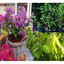 Henna dye is primarily used to color hair, skin and fabrics. Buy Plant House Live 3 Timber Plant Combo Lagerstroemia Henna Mehndi Sheesham Sisam Healthy 3 Timber Plants Online Get 53 Off