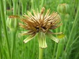 Image result for Psophocarpus lancifolius