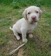Cedar creek champagne edition fifth wheels step up to a champagne edition fifth wheel, to experience a higher level of comfort. Meet Our Puppies Silver Labrador Puppies For Sale Lab Puppies Puppies