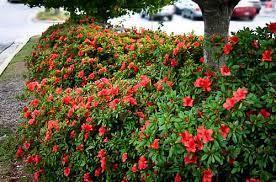 The town is best known for being the residence of kurt, a custom poké ball creator who makes poké balls out of apricorns. Autumn Embers Azalea For Sale Online The Tree Center