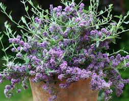 Image result for Buddleja pulchella