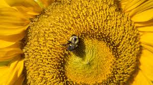 Check spelling or type a new query. Bumble Bee Disease Reproduction Shaped By Fl Eurekalert