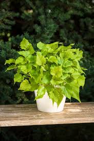 How do you grow sweet potatoes in a garden. How To Grow Sweet Potatoes In Containers Hgtv