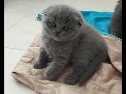My Pretty Kitty Yavru Scottish Fold Iskoc Kedisi Cocuk Videolari Kedi Videolari Youtube Scottish Fold Kedi Iskoclar